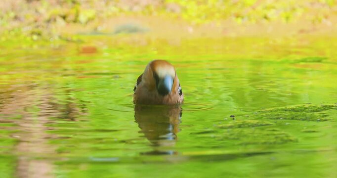 4K video; Hawfinch (Coccothraustes coccothraustes) taking a bath in a puddle in a forest, eastern Netherlands