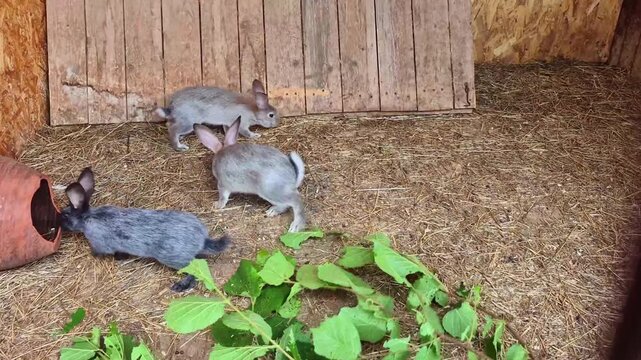 Three rabbits two gray ones and one black one nibble on fresh green branches amid dry straw bedding inside rustic wooden enclosure, peaceful farm animal scene