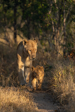 A little lion cub walking in the dirt road, followed by its mother, towards the camera in golden light at sunrise, Sabi Sands Nature Reserve. 