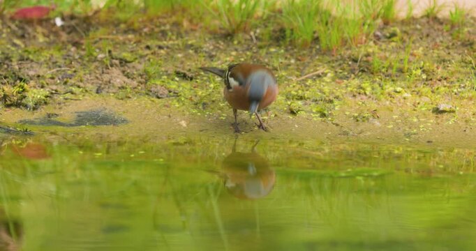 4K video; Eurasian chaffinch (Fringilla coelebs); alert male drinking from a a puddle in a forest, eastern Netherlands
