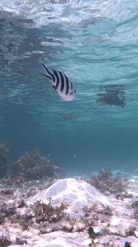 Vertical underwater view of a colorful coral reef in Seychelles with crystal clear turquoise water and tropical marine scenery in the Indian Ocean.