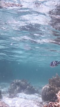 Underwater slow motion view of a coral reef in Seychelles with clear tropical water, colorful marine life and natural underwater scenery in the Indian Ocean.