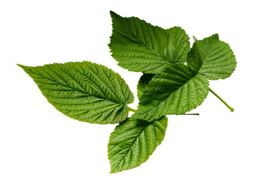 isolated green raspberry leave close up on white background