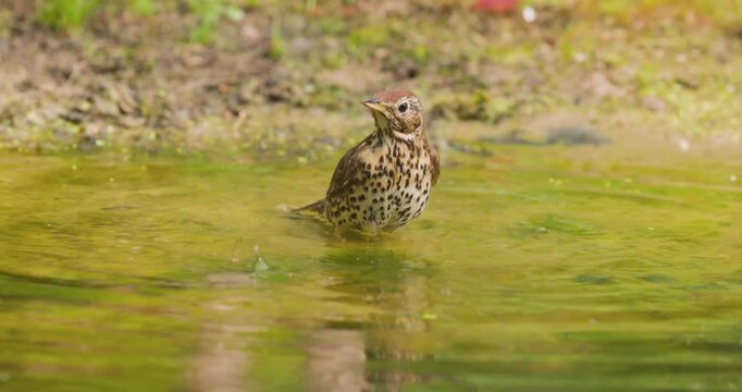 4K video; Mistle thrush (Turdus viscivorus) taking a bath in a puddle in a forest, eastern Netherlands