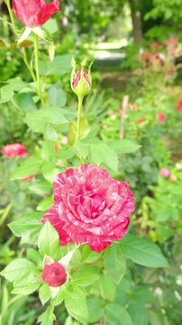 Colorful roses bloom in a garden on a sunny day