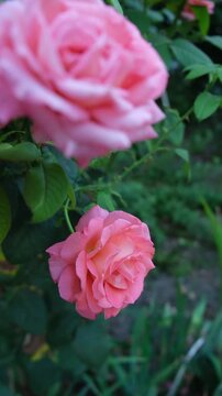 Roses blooming in the garden during spring season with vibrant colors