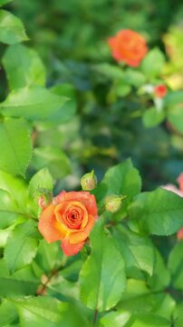 Colorful rose blooms in garden during sunny day