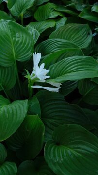 White flower among green leaves in a garden during the daytime
