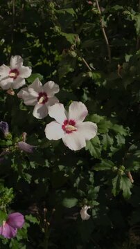 Close up of hibiscus flowers blooming in a sunny garden during the afternoon