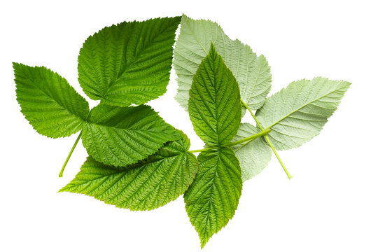 isolated green raspberry leave close up on white background