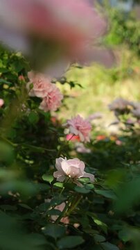 Roses blooming in a garden during summertime