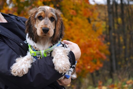 Cocker Spaniel puppy held by a person, with vibrant fall foliage in the background. The autumn leaves create a warm and cozy atmosphere for the cute and cuddly dog