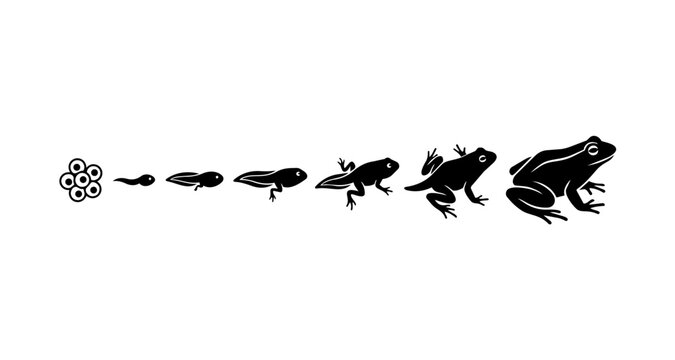 frog life cycle silhouette from eggs to adult frog vector illustration