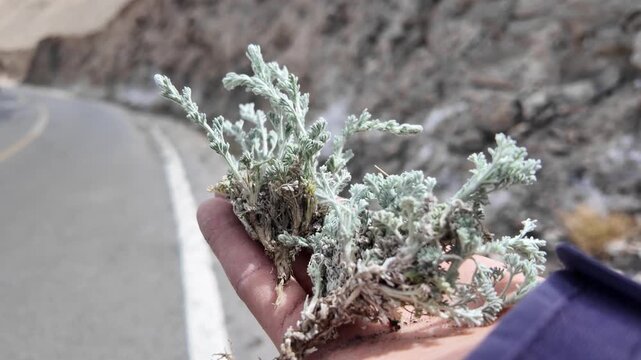 Freshly picked Artemisia from the Pamir Plateau