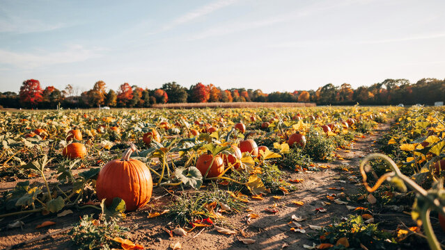 Autumn pumpkin patch with ripe orange gourds in a lush green field under clear blue sky