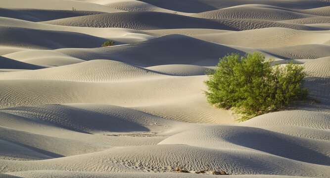 View of the Mesquite Flat Sand Dunes with wind-swept ripples and a vibrant green desert shrub in Death Valley, California, United States.