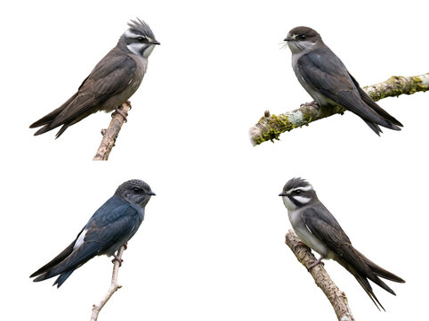 Four Tree Swifts in a Grid Arrangement, Showcasing Diverse Poses and Plumage Variations Against a Clean White Background.