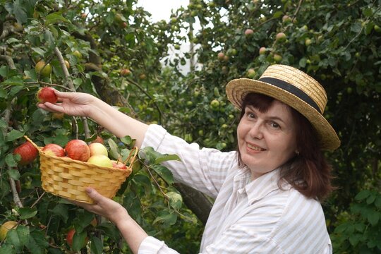 Smiling woman in a straw hat collecting apples from a tree in a lush orchard, holding a woven basket filled with red and green apples. Her expression shows joy and satisfaction