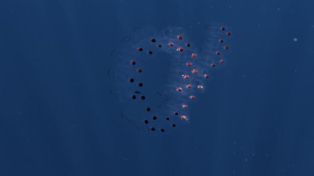 Living garland of salps drifting through the deep blue ocean, a mesmerizing chain of translucent marine tunicates connected in a delicate underwater formation, filmed in clear tropical waters nearby.
