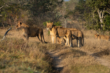 Fototapeta premium Female lions standing in the dirt road looking into the distance, Sabi Sand Nature Reserve. 