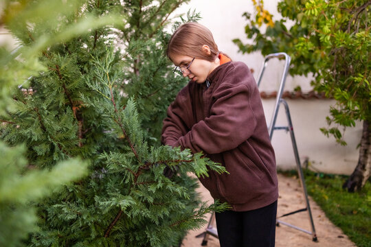 Teenage girl pruning evergreen shrubs in a garden in Montenegro.