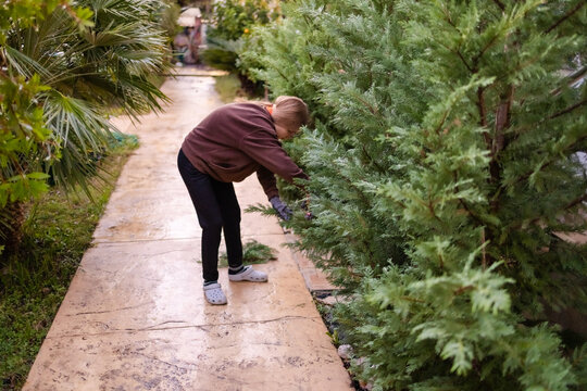Teenage girl pruning tall evergreen trees with garden shears.