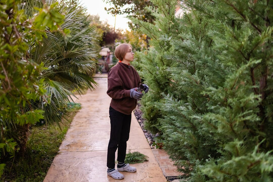 Teenage girl pruning tall evergreen trees with garden shears.