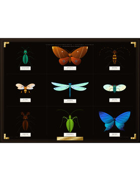 Framed vintage entomology chart with illustrated exotic insects