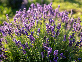 Fototapeta premium lavender bush