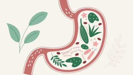Human stomach filled with healthy flora green leaves and probiotics gut health microflora digestion balance editorial style vector illustration © Nataliia