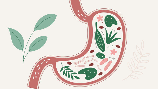 Human stomach filled with healthy flora green leaves and probiotics gut health microflora digestion balance editorial style vector illustration