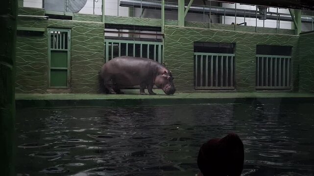 Gray hippopotamus near a large glass aquarium with water at the zoo