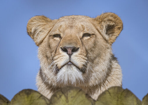 African Lioness (Panthera leo)