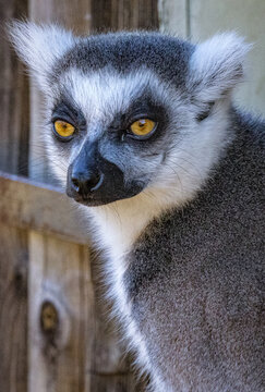 Ring-tailed lemur (Lemur catta)