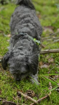 Cute fluffy grey dog sniffing and eating green grass on soft moss in the forest. Concept of pet health, domestic animal behavior, outdoor dog walking and exploring nature.