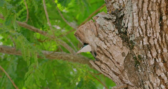 Kingfisher peeking from tree hollow nest, Todiramphus chloris in natural forest habitat, wildlife behavior, documentary nature background, slow motion.