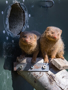 Pair of Dwarf Mongoose (Helogale parvula)