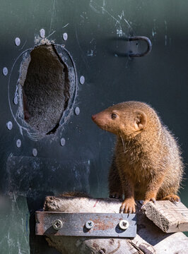 Dwarf Mongoose (Helogale parvula)
