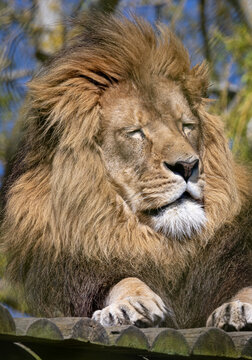 African Lion (Panthera leo)