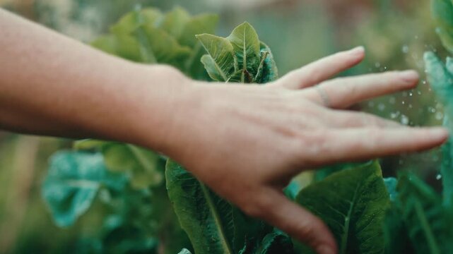 Soft macro dolly glides as a hand gently brushes dewy romaine lettuce leaves in a lush backyard vegetable garden, evoking organic farm freshness, homegrown produce and healthy eating.