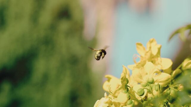 Dreamy slow-motion shot of a carpenter bee hovering midair beside golden cassia blooms, wings a blur against blue sky, pollination macro wildlife nature themes.