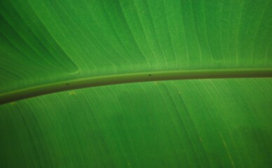 A close-up view of a banana leaf, revealing its clear natural structure © Visuit