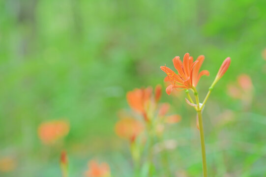 Vibrant orange wild flowers blooming in soft green background