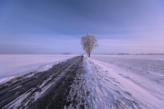 Icy Rural Road Leading to Frost Covered Tree in Vast Winter Landscape