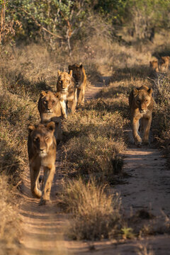 A pride of lions walking in the road towards the camera at sunrise, Sabi Sands Nature Reserve. 