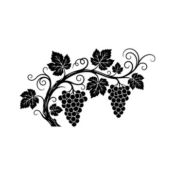 grapevine branch with leaves and grape clusters botanical silhouette
