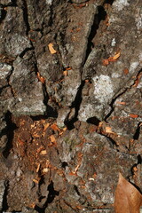 Natural texture of cracked tree bark with moss and wood shavings closeup