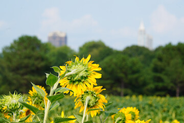 Naklejka premium Sunflower field at Dix Park with downtown Raleigh skyline in the distance