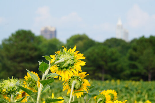 Sunflower field at Dix Park with downtown Raleigh skyline in the distance