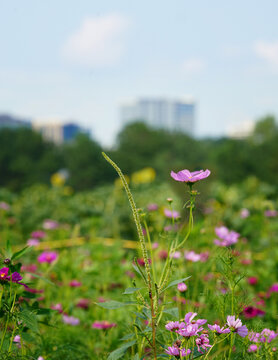 Wildflower and sunflower fields at Dix Park with downtown Raleigh skyline in the distance